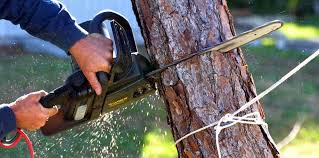 Best Tree Preservation Services  in Long Valley, NJ