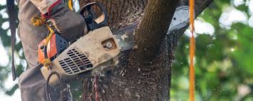 Best Tree Disease Treatment  in Long Valley, NJ