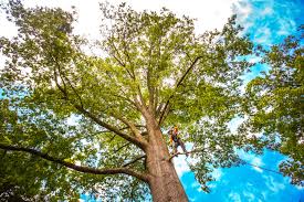 Tree and Shrub Care in Long Valley, NJ