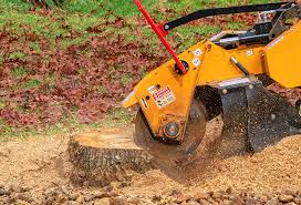 Best Arborist Consultation Services  in Long Valley, NJ