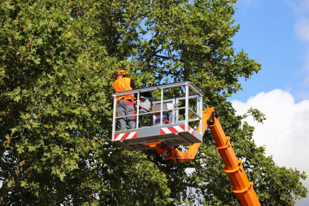 Best Hazardous Tree Removal  in Long Valley, NJ