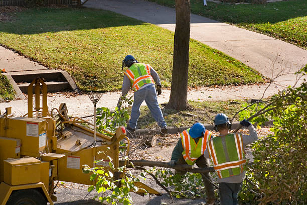 Best Root Management and Removal  in Long Valley, NJ