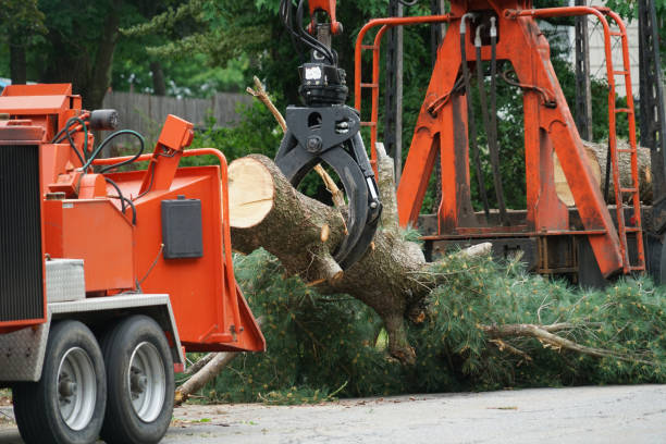 Best Fruit Tree Pruning  in Long Valley, NJ