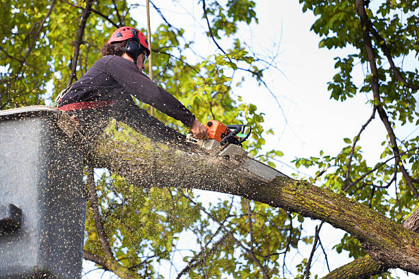 Best Tree Cabling and Bracing  in Long Valley, NJ
