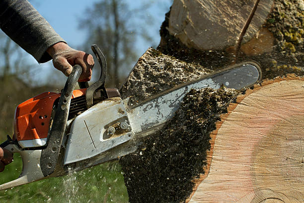 Best Tree Maintenance Programs  in Long Valley, NJ