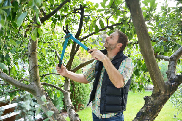 Best Tree Health Inspection  in Long Valley, NJ